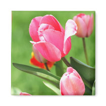 Tulip Pink Magnet