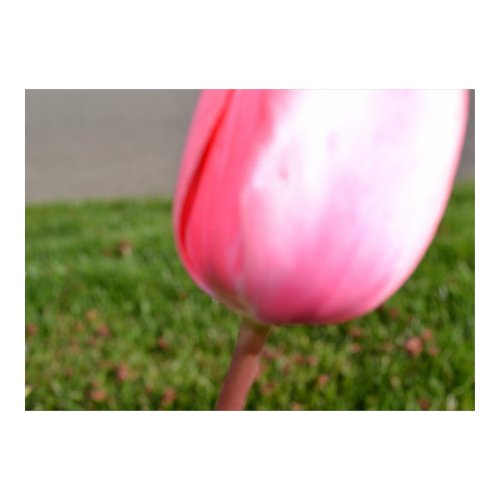 Tulip Pink print
