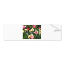 tulip,pink tulip and daffodil bumper stickers