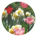 tulip,pink tulip and daffodil stickers