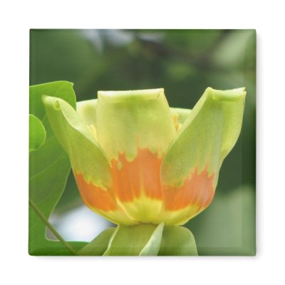 Tulip Poplar Bloom