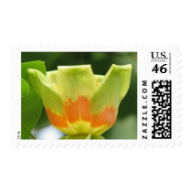 Tulip Poplar Bloom Postage Stamps