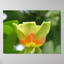 Tulip Poplar Bloom Print