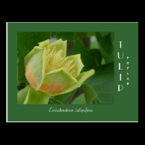 Tulip Poplar Flower postcards