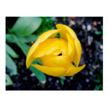 Tulip Post Card