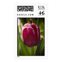 Tulip postage by cmiper Tulip postage