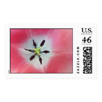 Tulip postage