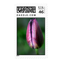 Tulip stamps