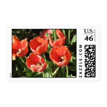 Tulip Postage Stamp