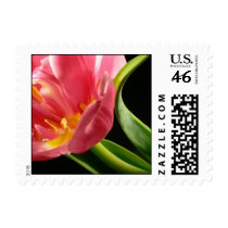 Tulip Postage Stamp by TDSwhite Tulip Postage Stamp