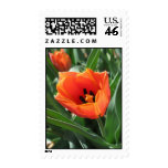 Tulip Postage Stamp