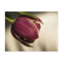 Tulip (postcard)