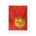 Tulip postcard