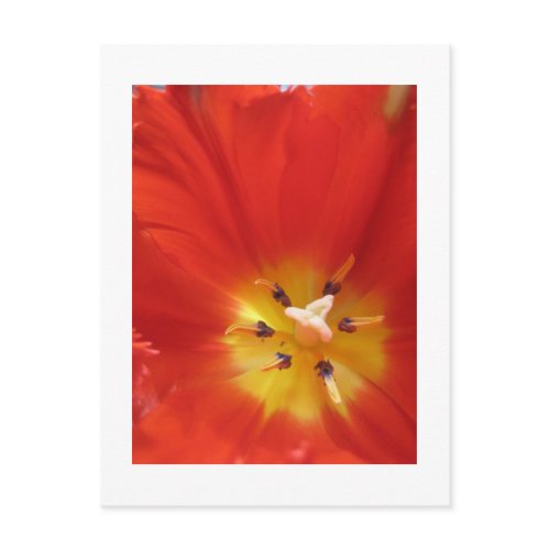 Red tulip