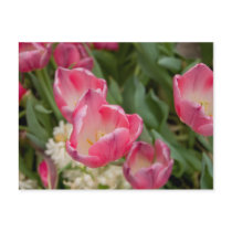 Tulip Postcard