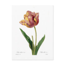 Tulip Postcards