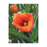 Tulip Postcard Tulip Postcard