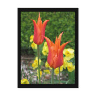 Tulip postcard