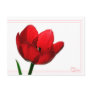Tulip Postcard