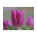 Tulip postcard by Thorninger Tulip postcard