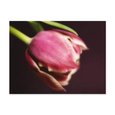 Tulip (postcard) by SabineSt