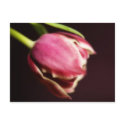 Tulip (postcard) by SabineSt Tulip (postcard)