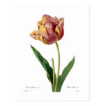 Tulip Postcards