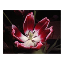 Tulip posters