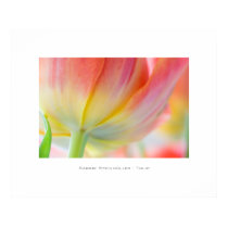 Tulip Poster posters by SabineSt Tulip Poster posters