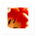 Tulip posters by mattraff Tulip posters