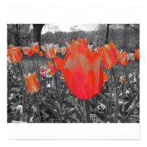 Tulip posters