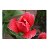 Tulip Poster posters by miserablemisty Tulip Poster posters