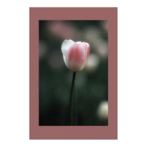 Tulip posters