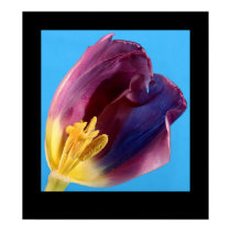 Tulip posters