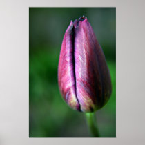 Tulip posters