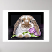 Tulip Posters