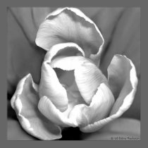 Tulip posters by DebraThackston Tulip posters