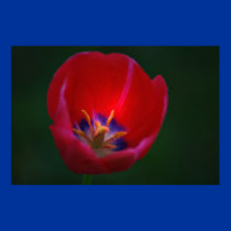 tulip posters by zack12349 tulip posters