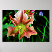 Tulip print posters