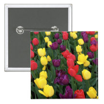 Tulip Rainbow Button