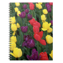 Tulip Rainbow Note Books
