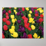 Tulip Rainbow Poster