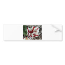 tulip,red and white fringe bumper stickers