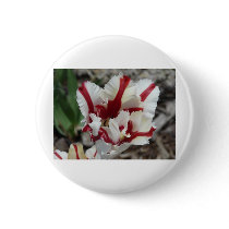 tulip,red and white fringe buttons