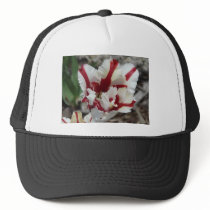 tulip,red and white fringe hats