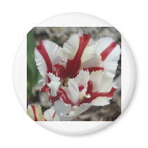 tulip,red and white fringe magnets