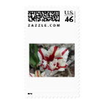 tulip,red and white fringe postage