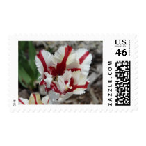 tulip,red and white fringe postage stamps