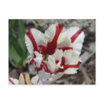 tulip,red and white fringe postcards