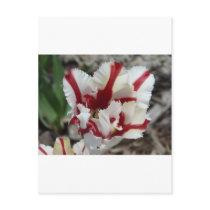 tulip,red and white fringe postcards